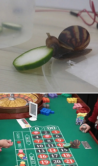 Gambling Memes